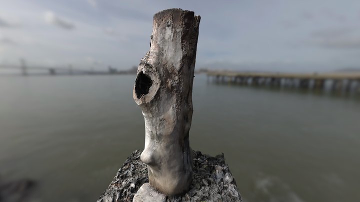 Old Dead Tree trunk