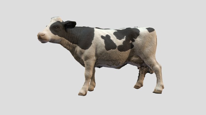 Fresian Cow c4d 3D Model