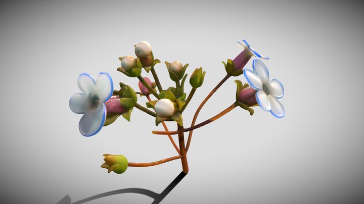 Samolus ebracteatus – Modello 3D gratuito STL