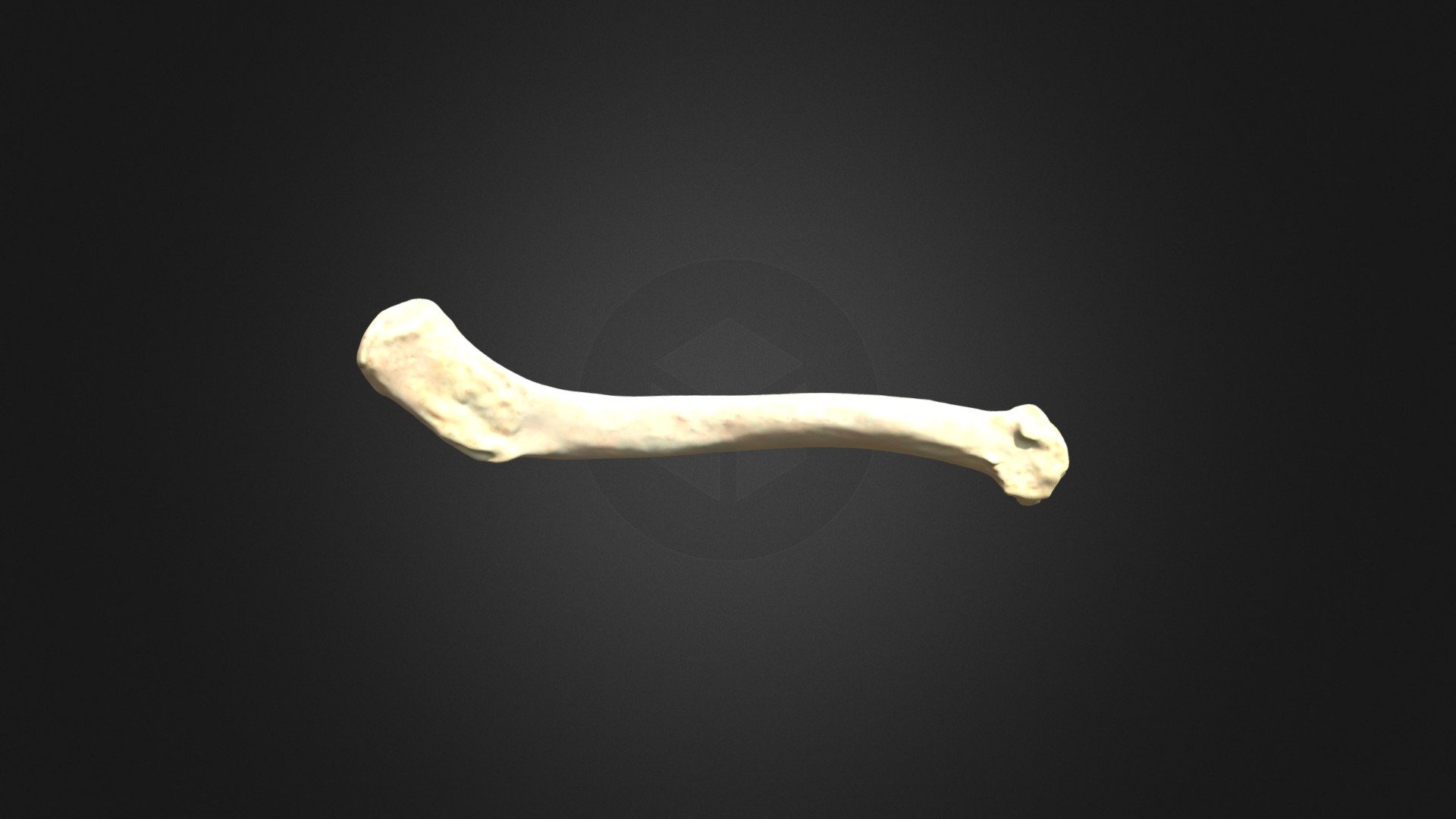 G. gorilla gorilla, clavicle (left forelimb) - 3D model by Museu de ...