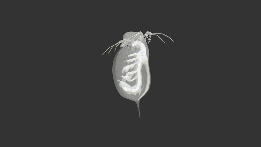Daphnia WIP