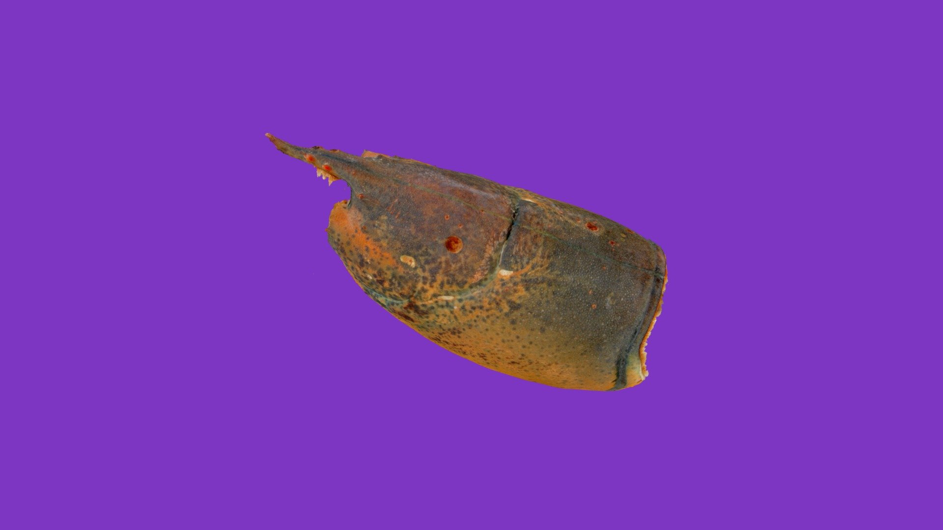 Am Lobster Spring 2019 St359 01, ESD lev 1