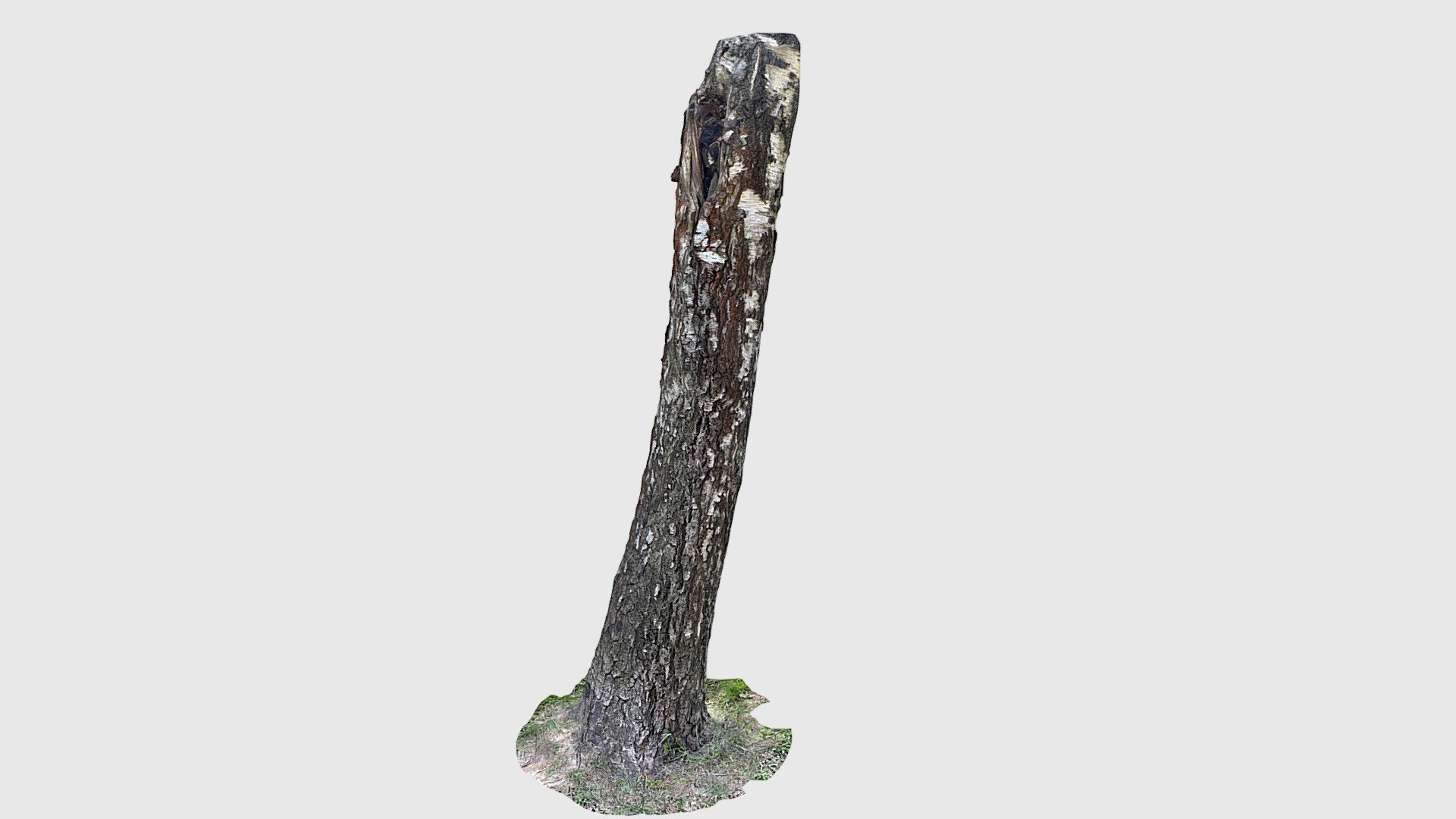 Birch trunk 01