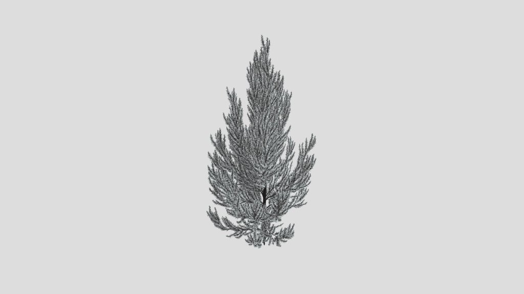 Pinus Flexilis Vanderwolf Pyramid