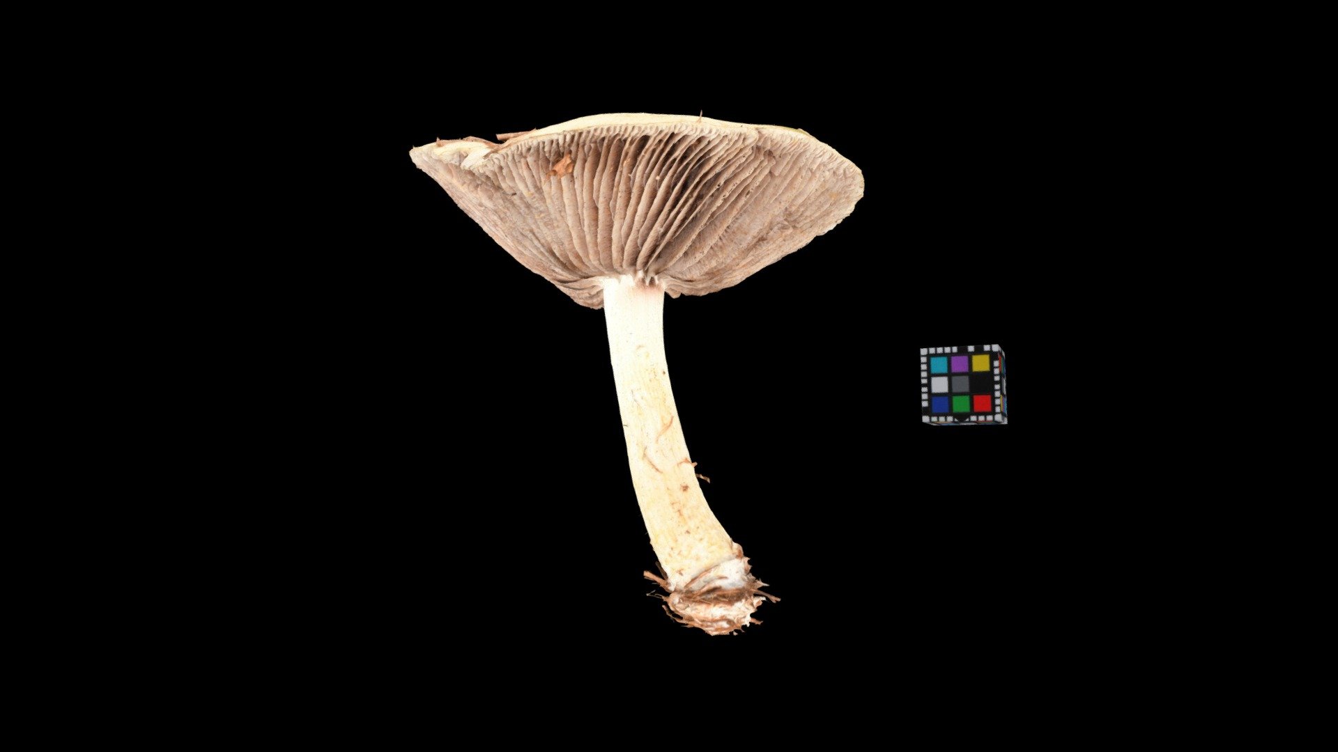 キノコ Mushroom (Unidentified yet)