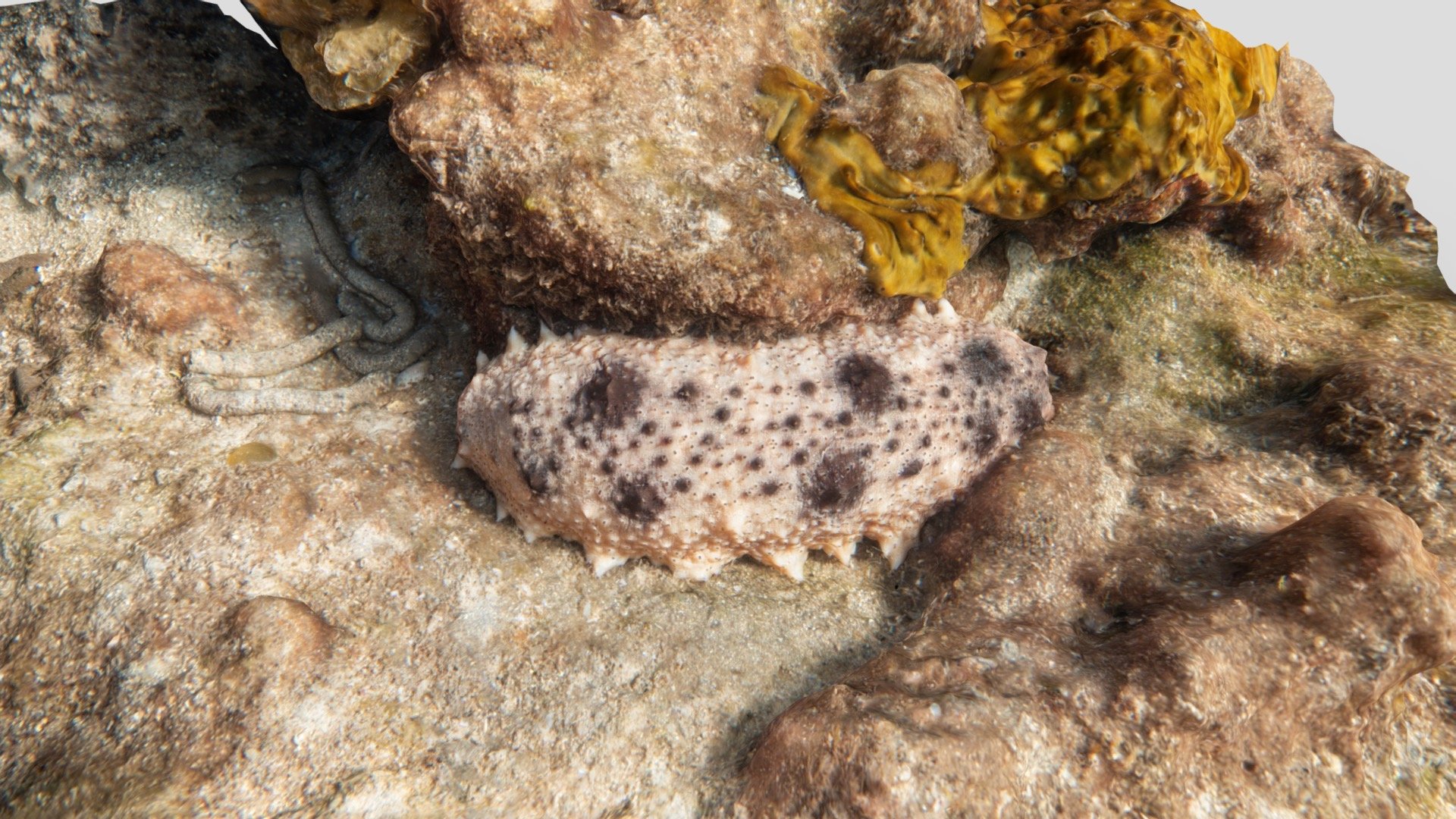 Sea Cucumber, Bathers Bay Fremantle