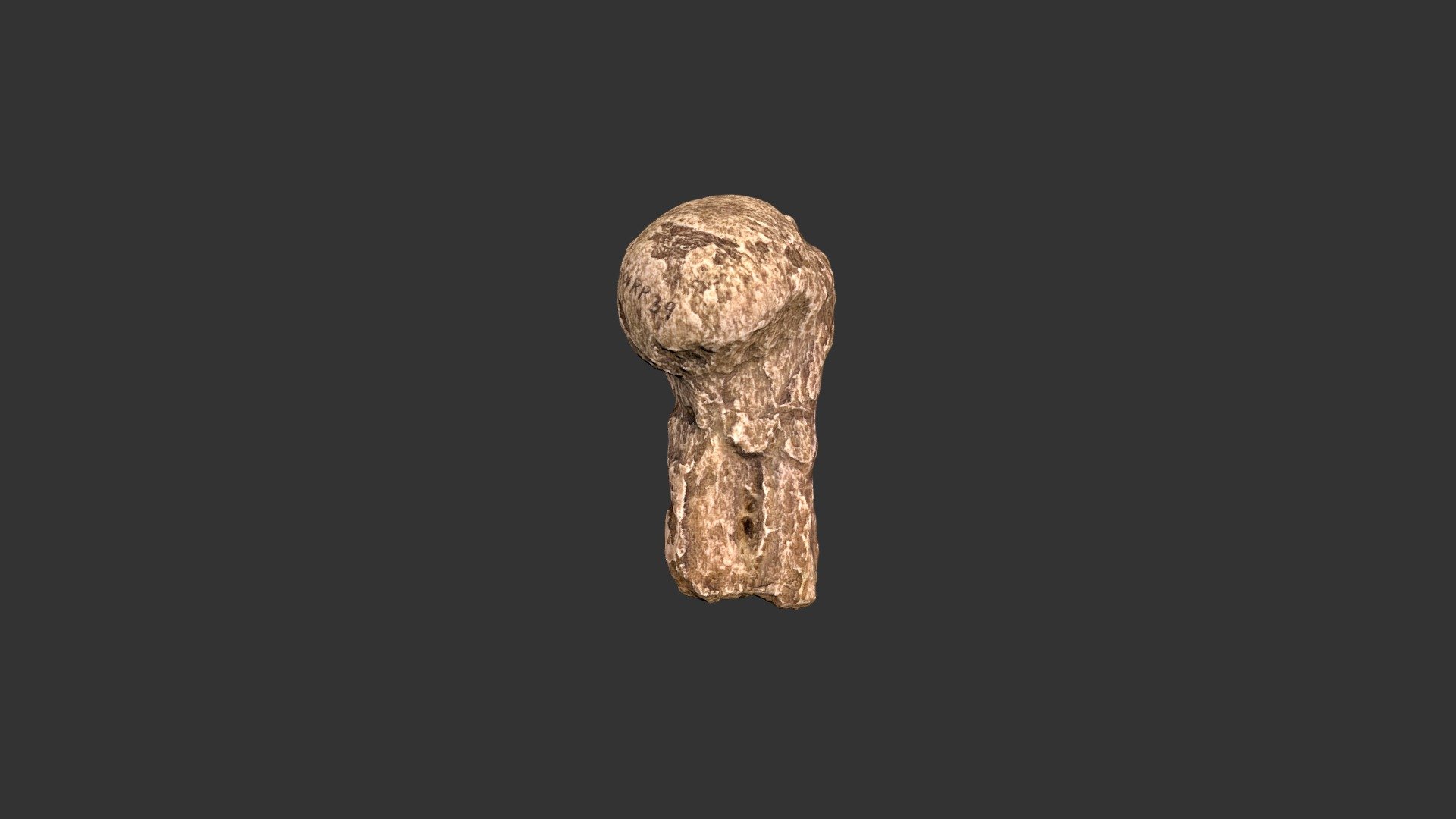 Australopithecus africanus (2501.1rp39)