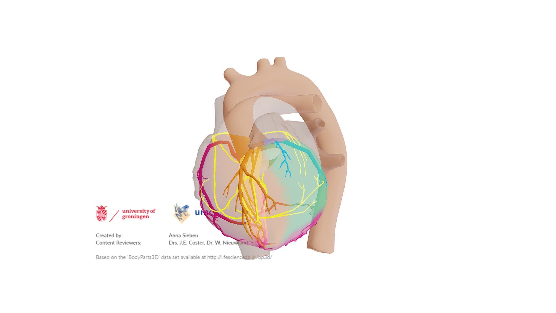 Cardiac Conduction System - Download Free 3D model by E-learning UMCG  (@eLearningUMCG) [f314c85]