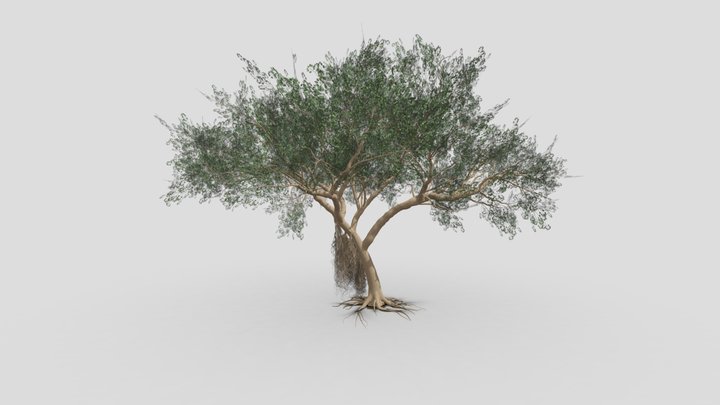 Ficus Benjamina Tree-S14 3D Model