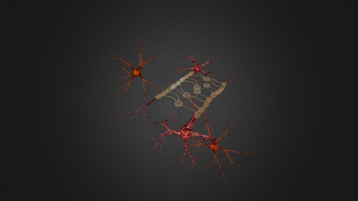 Neuronas Mielina 3D Model