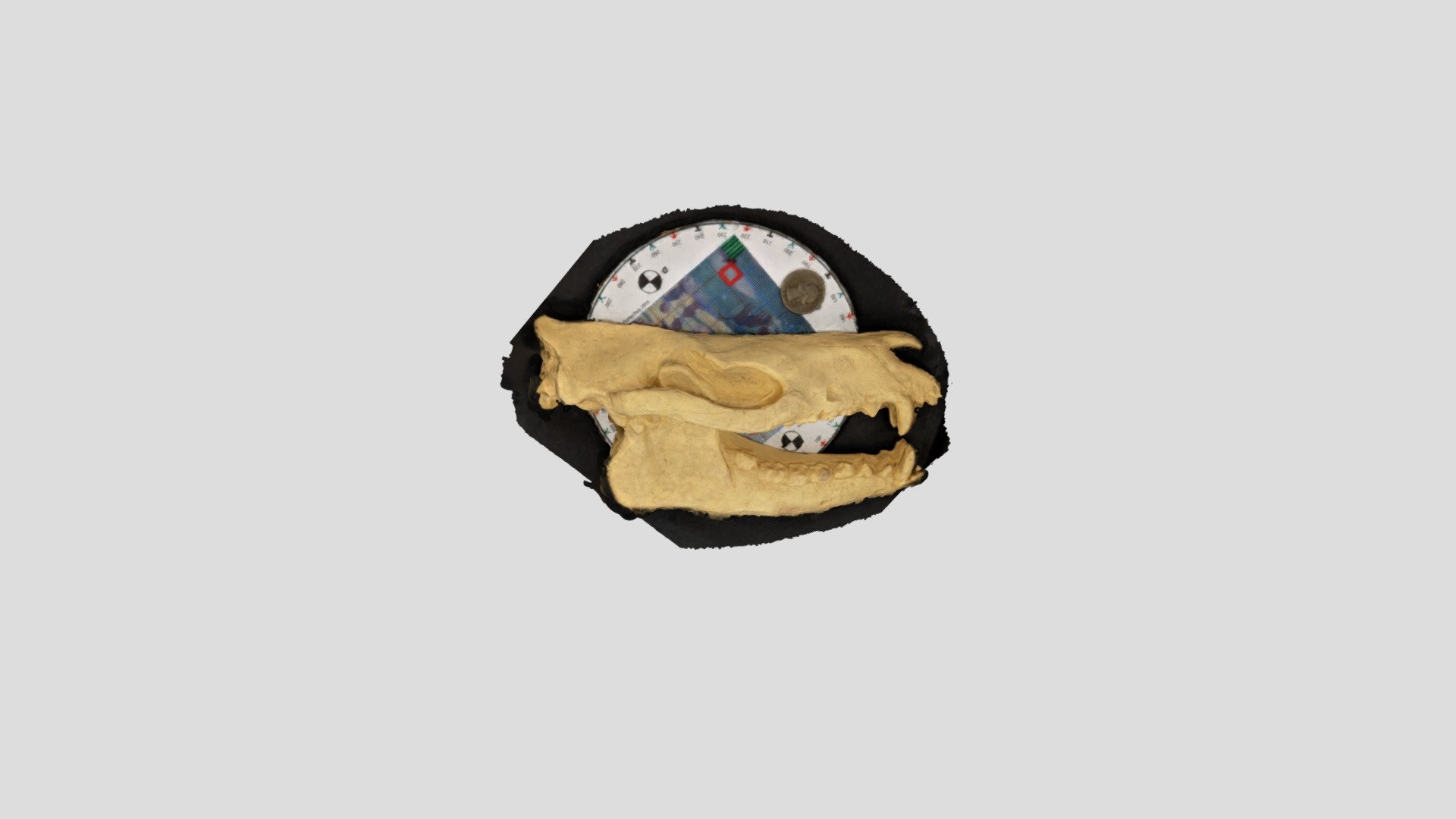 Phenacodus — Sketchfab embed 3D viewer