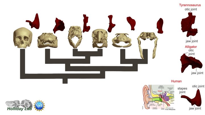 Jaws & Ears: Evolution of the Quadrate Bone 3D Model