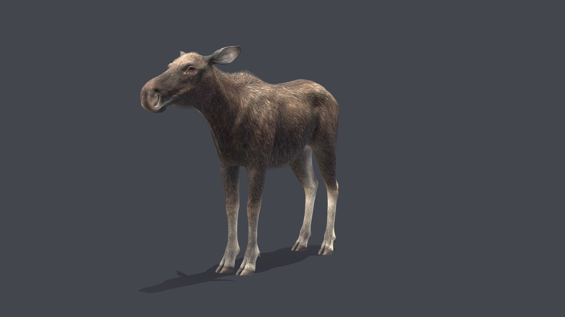 Moose - Cow - Buy Royalty Free 3D model by RedDeer (@billl90) [f31d16c ...