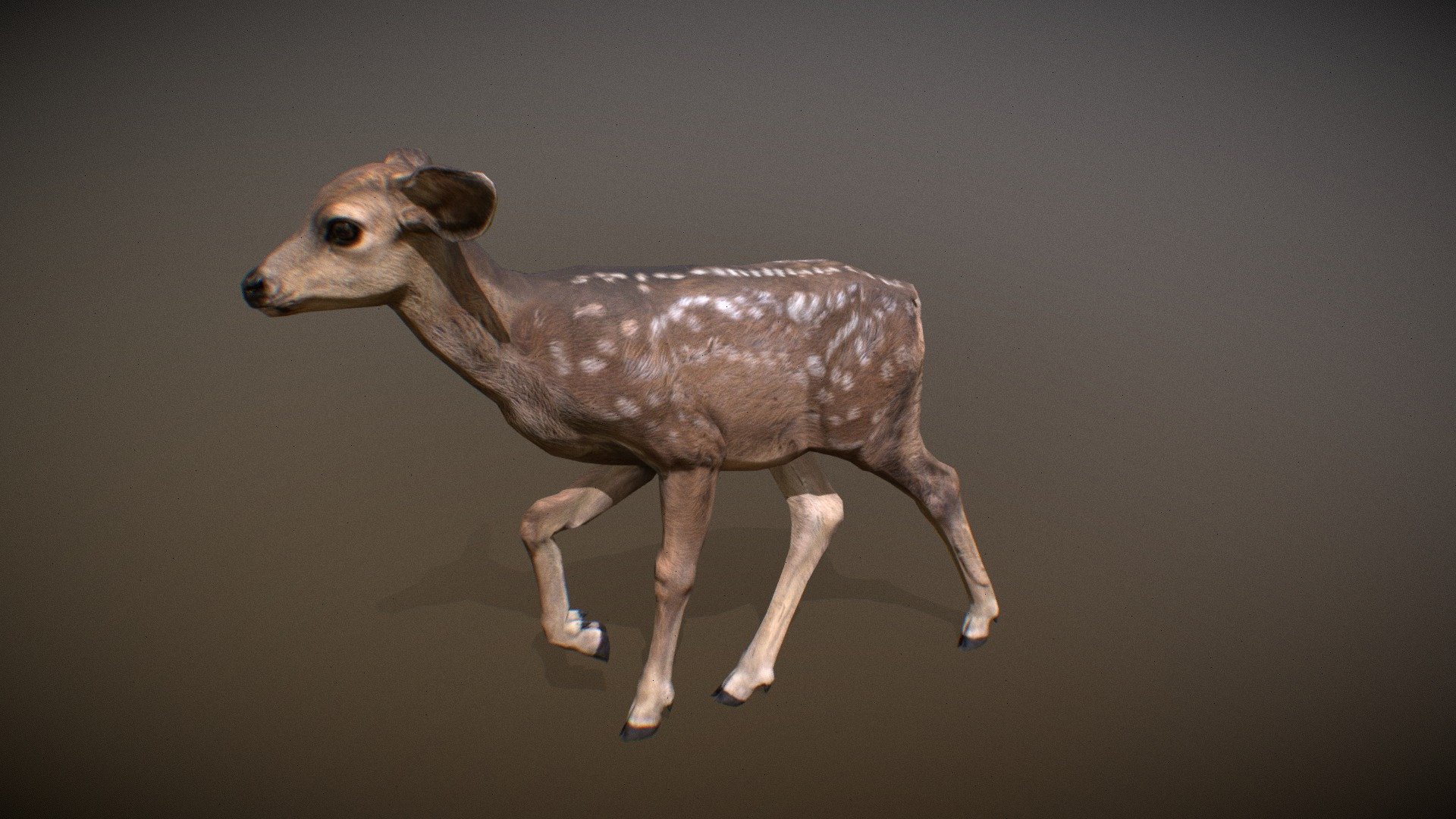 Animalia - Mule Deer (young) - 3D Model By GiM (@GamesInMotion ...