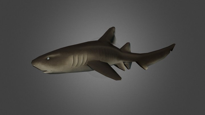 Nurse Shark 3D Model