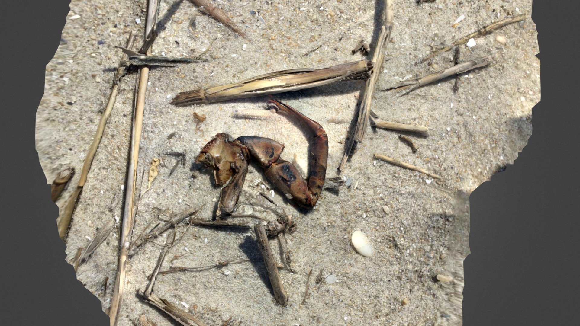 Crab leg