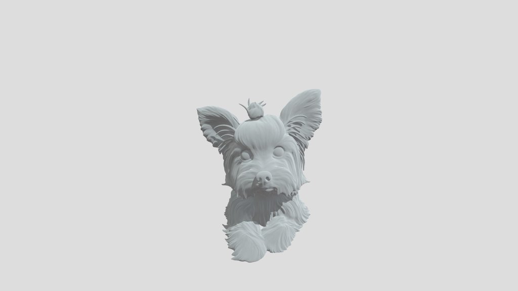 Topknot Yorkie