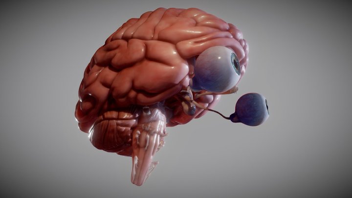 Brain, brain stem and the eyes 3D Model