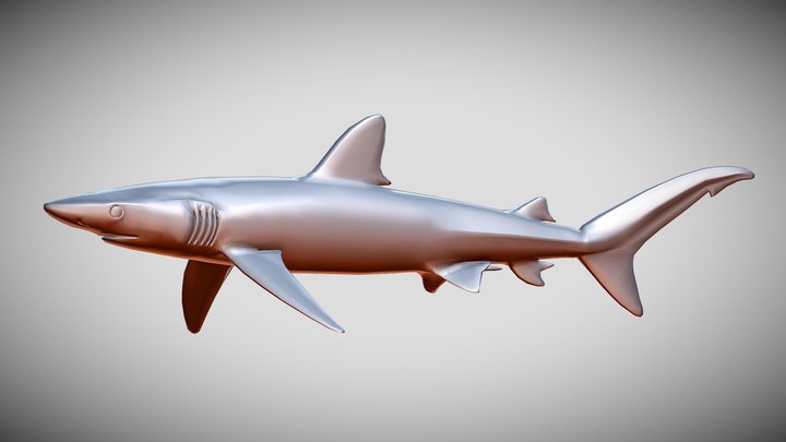 Prionace glauca – Modelo 3D gratuito STL