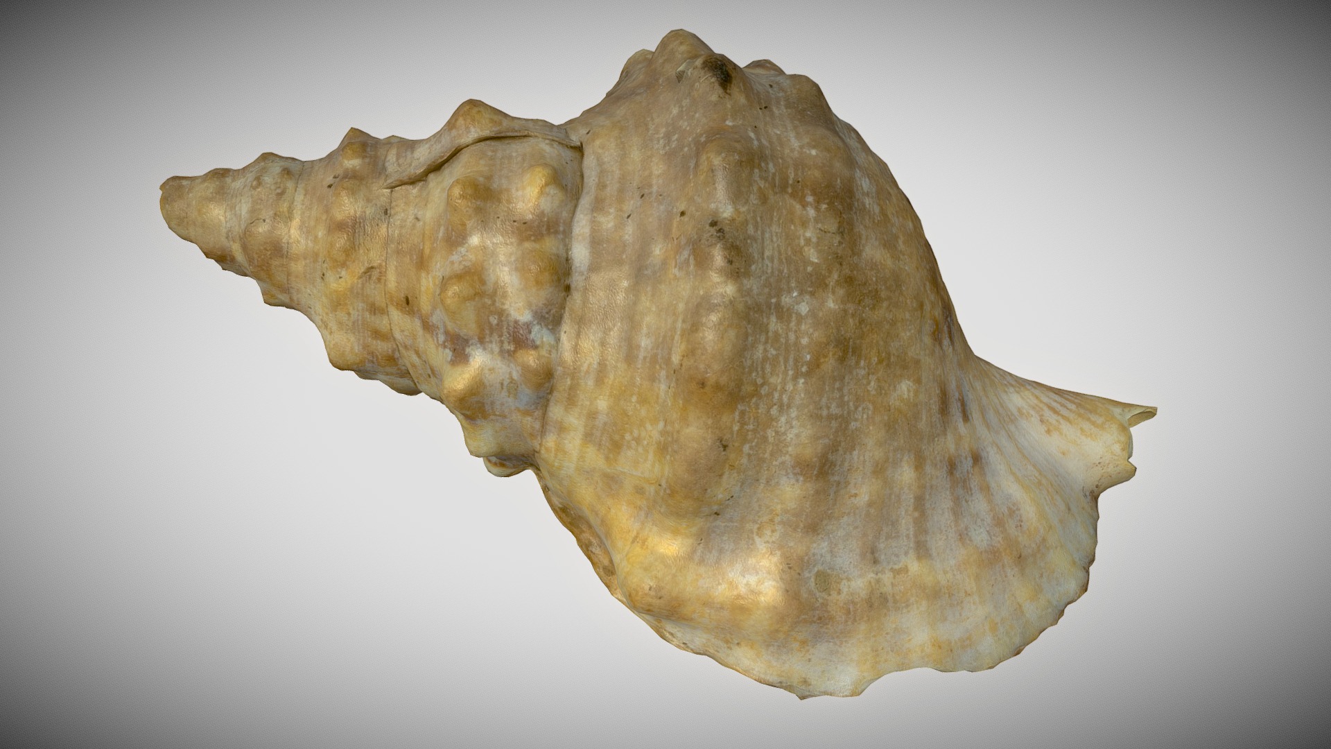 3D model Mollusk Sea Shell - This is a 3D model of the Mollusk Sea Shell. The 3D model is about a close-up of a rock.