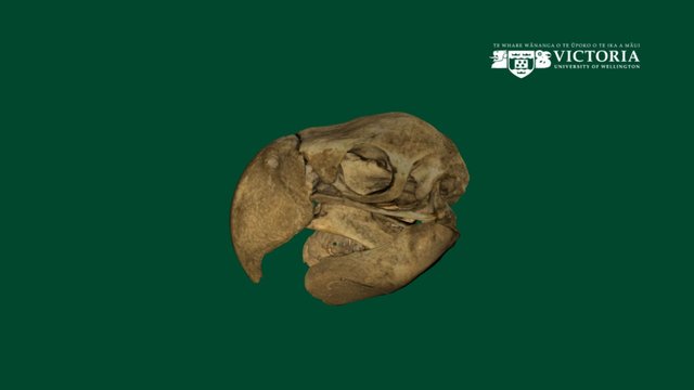 Macaw skull 3D Model