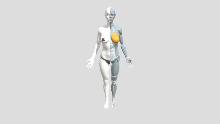 Female Anatomy 3D Model