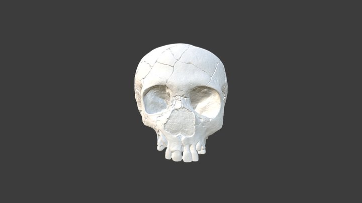 Teshik Tash Skull 3D Model