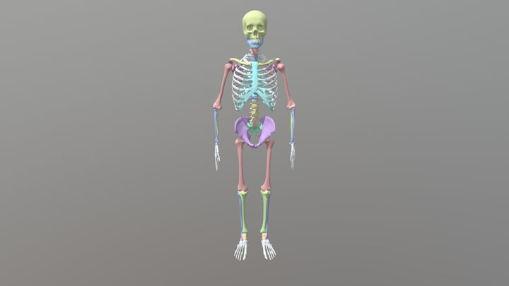 Skelett 3D Model