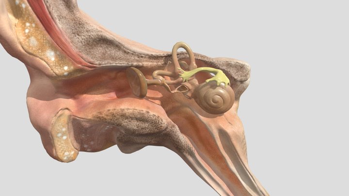 Middle Ear 3D Model