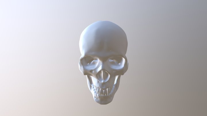 Craneo 3D Model