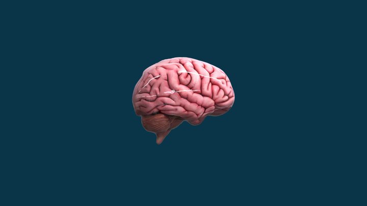 Otak by occha seneza 3D Model