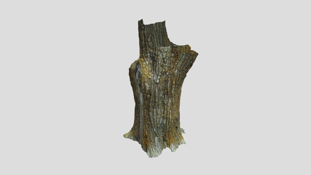 Large Tree Trunk 02