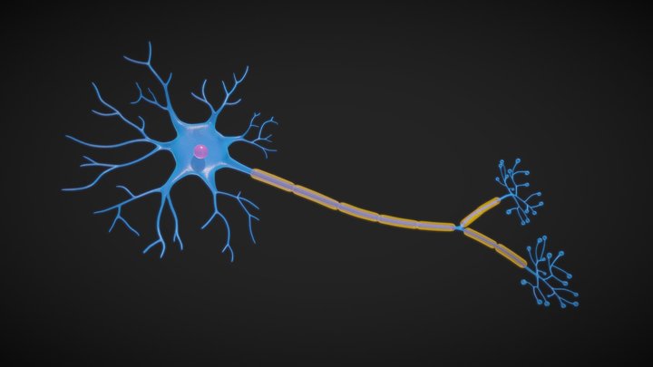 Neuron Cell Structure 3D Model