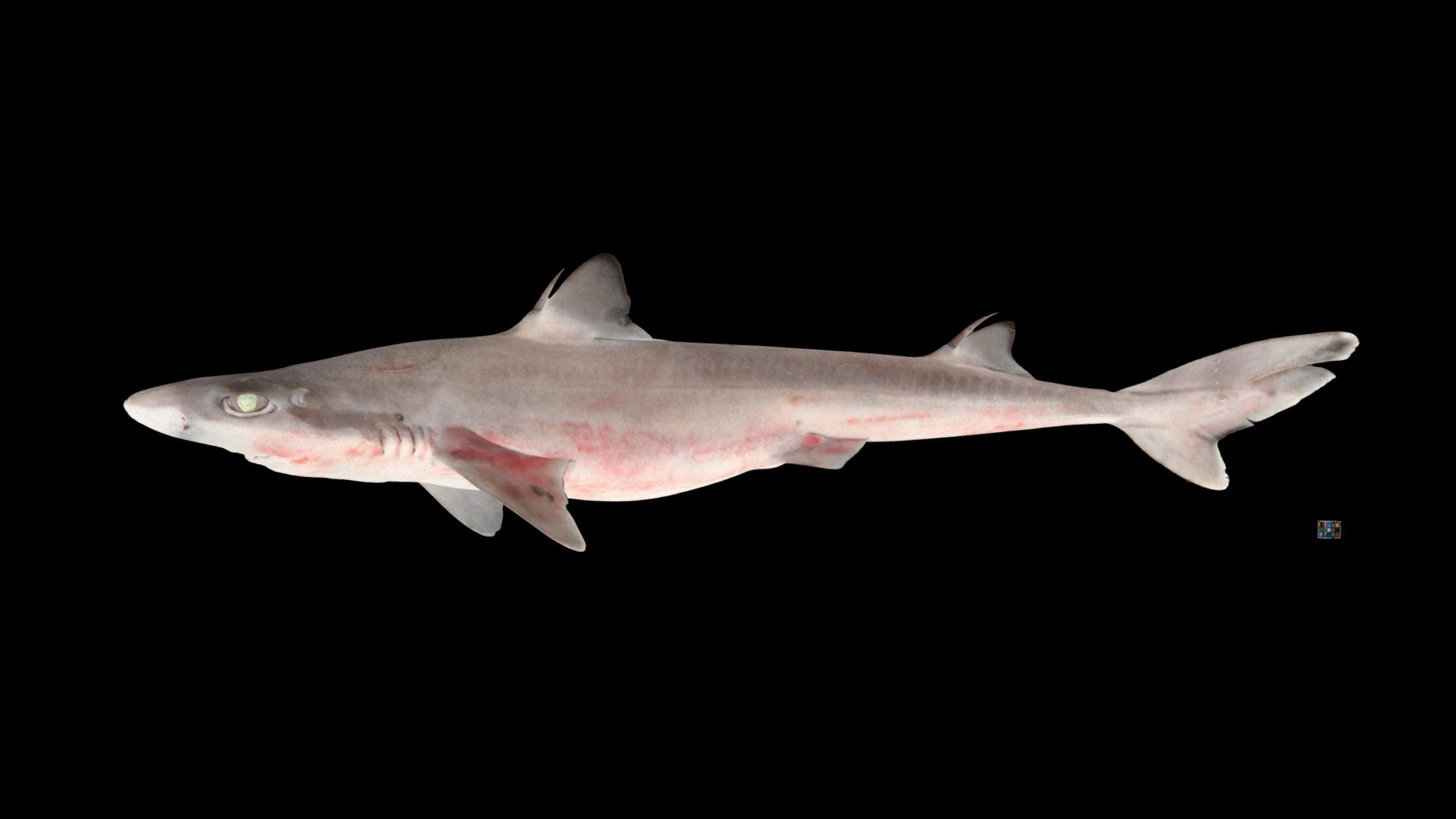 フトツノザメ Shortspine Spurdog, Squalus mitsukurii