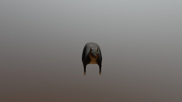 Fox Squirrel 3D Model