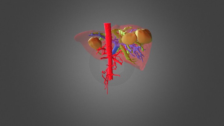 Enhanced Color Intra Hep 3D Model