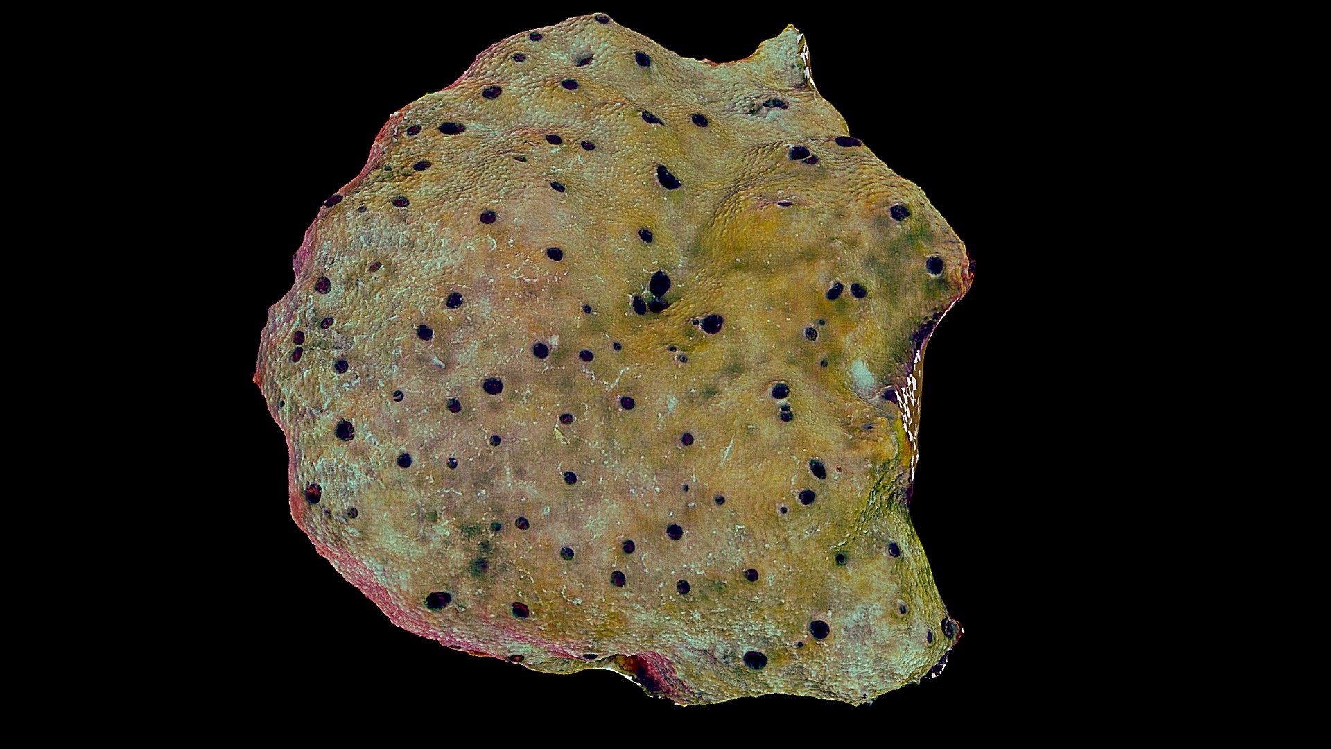 #18: Ircinia felix