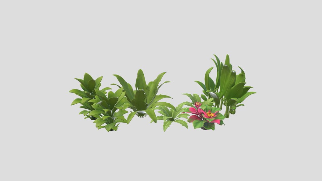 Aquariumplants (Java Fern, Vallisneria etc)