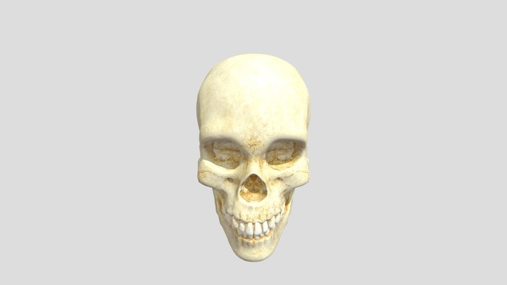 Skeleton 3D Model