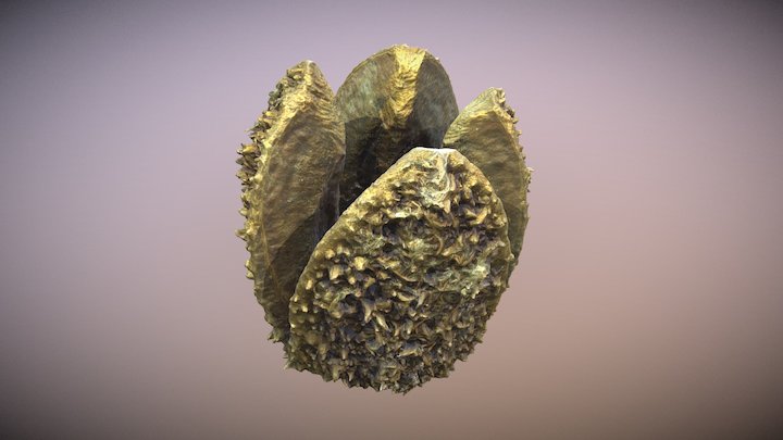 Fruto "Sloanea medusula" 3D Model