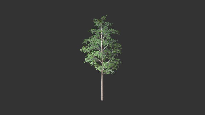 Birch Round 01 3D Model