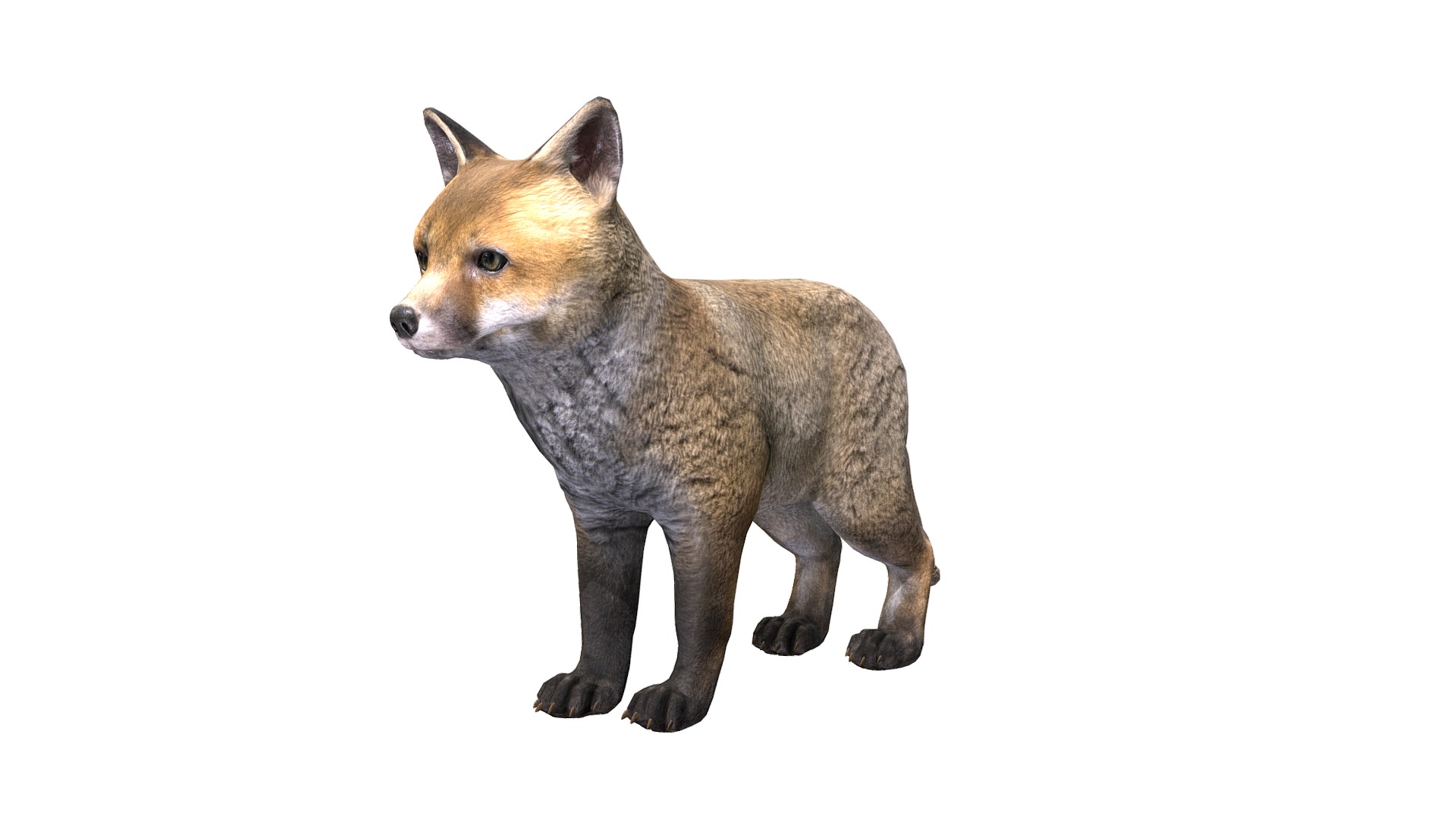 3D model Fox Cub - This is a 3D model of the Fox Cub. The 3D model is about a small dog with a white background.