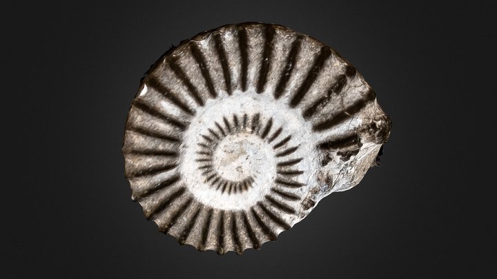Pyritized Ammonite, Charmouth, Dorset – Free 3D Model STL