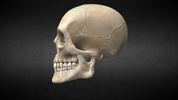 Human skull 3D Model