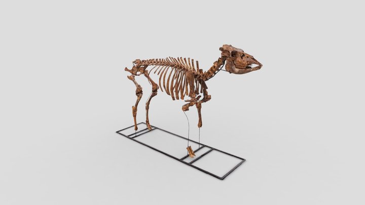 Skelet jonge koe | skeleton young cow (800-1000) 3D Model