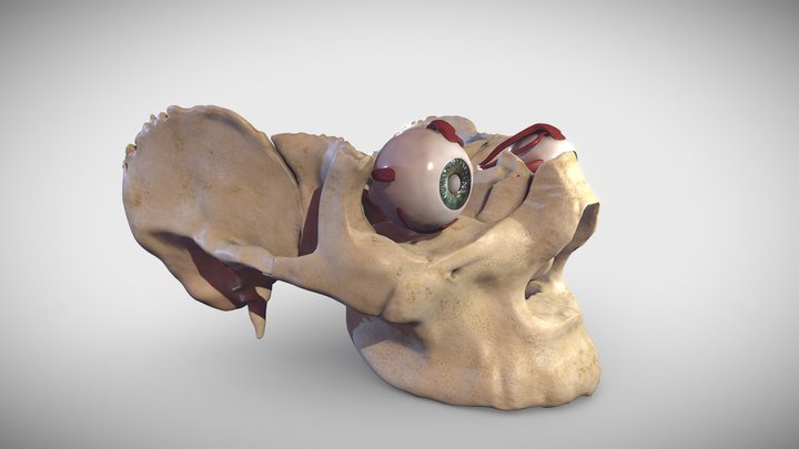 Eye muscles (extraocular muscles) 3D Model