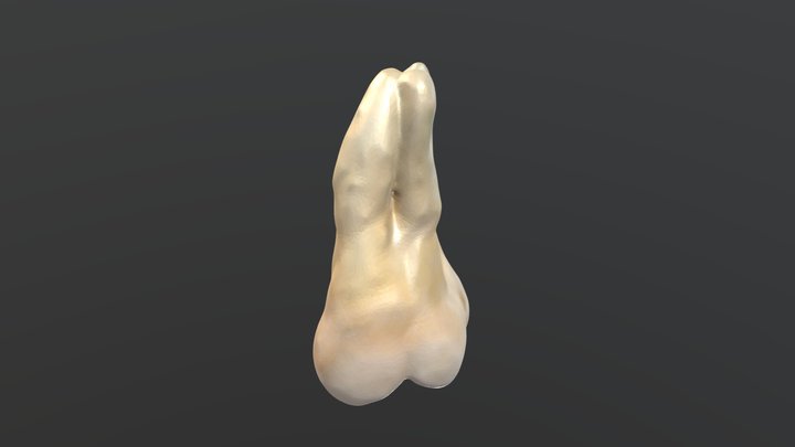 Segundo molar maxilar derecho (2.7) 3D Model