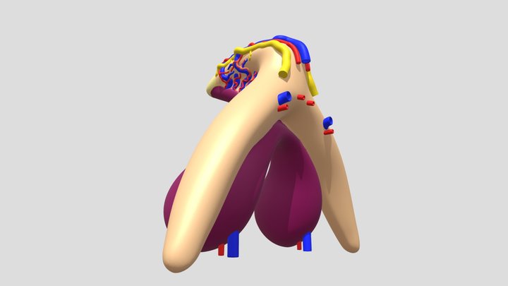 Anatomical model of a Klitoris 3D Model