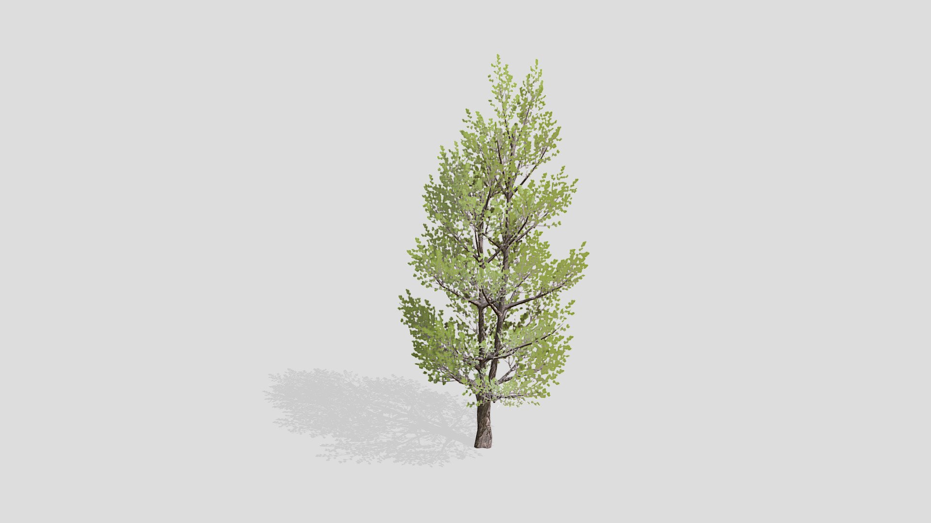Elm tree - Download Free 3D model by evolveduk [f36443d] - Sketchfab