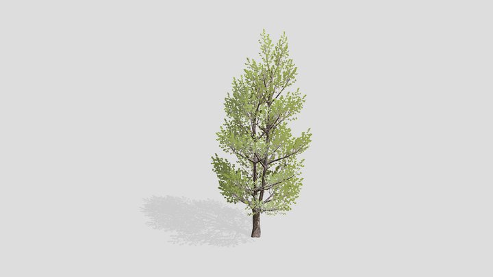 Elm tree – Modello 3D gratuito STL